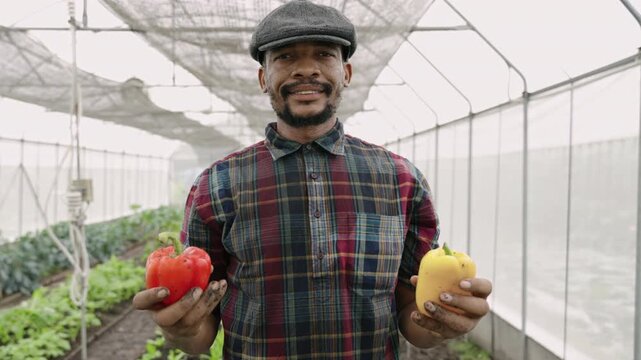 Happy African American man farmer wearing a hat standing smiling and holding red sweet peppers and yellow or bell peppers in two dirty hands while looking at camera in a greenhouse on organic farm. 