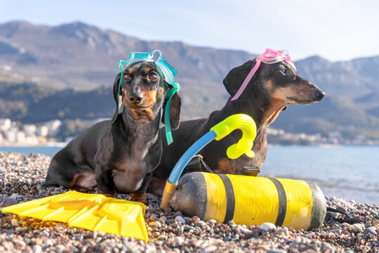 Two black and tan dachshund dogs in colorful snorkel masks lying on a pebble beach beside yellow flippers and a diving tank, awaiting fun snorkeling on summer seaside vacation.