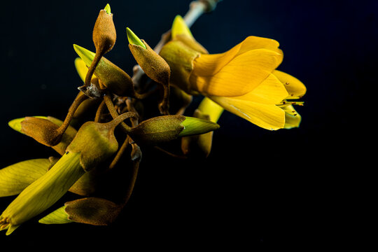Developing Kōwhai Blossoms Close Up