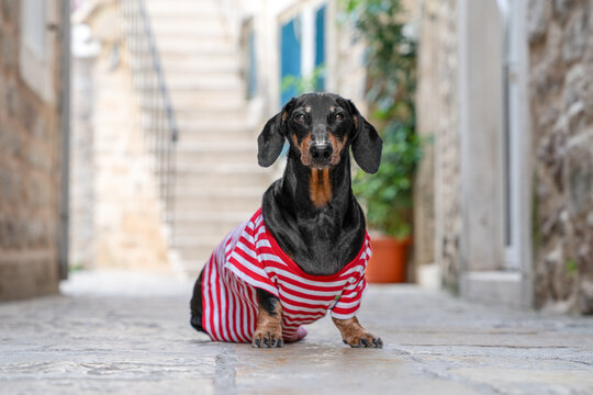 Black and tan dachshund dog in red striped shirt sitting on cobblestone street near stone stairs in old town, pet tourist summer travel vacation lifestyle concept
