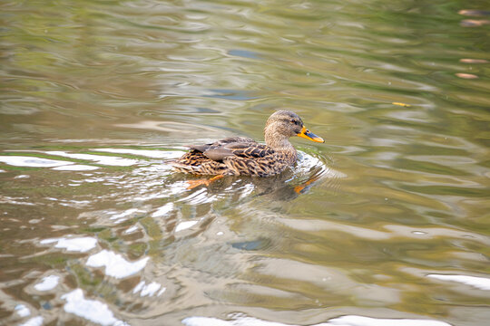 Female mallard duck swimming gracefully across calm rippling water with soft reflections in daylight.