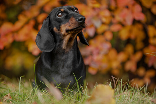  Black and tan dachshund dog sitting in green grass with a curious upward gaze against a blurred red autumn forest background, gentle seasonal pet moment outdoors.