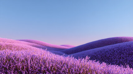 Fototapeta premium field of lavender