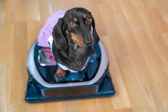 A black and tan dachshund in a pink checkered housekeeper outfit sits on a robotic vacuum cleaner on the wooden floor of her home, ready for a deep cleaning
