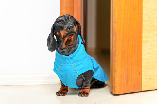 Black and tan dachshund dog in blue raincoat sitting in doorway on white floor with pleading tilted head, pet waiting for walk in rainy weather lifestyle concept