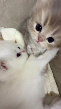 Fluffy white and tan kittens play together in this adorable high definition video footage showing two small feline friends wrestling and batting at each other with soft paws while resting on a cozy wh