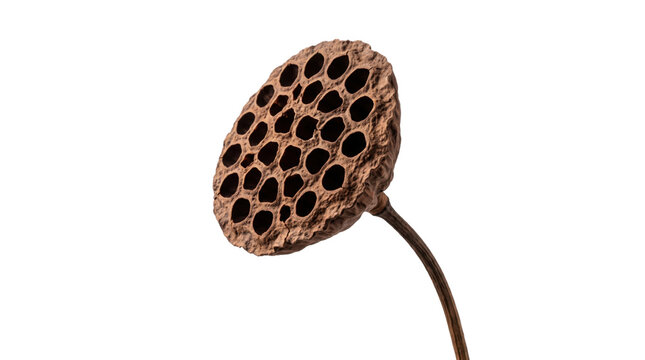 Dried lotus pod on stem, brown organic seed head isolated on white, botanical texture for interior decor and floral arrangements