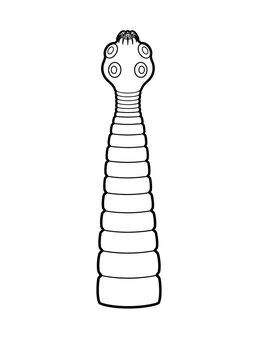 Taenia solium Scolex and Immature Proglottids Educational Biology Illustration Isolated on White