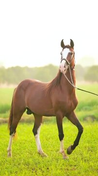 Marwari horse with a distinctive white blaze on its face standing gracefully in a lush green meadow while performing a controlled movement for this cinematic video footage that captures the elegant po