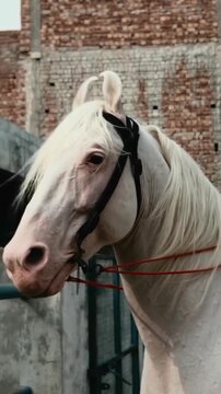 Majestic white stallion with a flowing mane stands calmly in this detailed cinematic video motion clip showcasing the elegant animal wearing a black leather bridle while tethered to a rustic brick wal