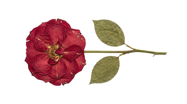 Vintage pressed red rose with green leaves, dried botanical flower specimen on white background, antique herbarium floral element for scrapbooking