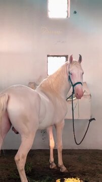 Majestic white stallion with a flowing mane stands calmly inside a rustic stable while eating fresh green hay in this high quality video footage capture that highlights the elegant beauty of the anima