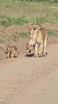 Mother lioness carrying her tiny cub gently in her mouth while walking across the dusty savanna plains followed by her playful pride of cubs in this heartwarming wildlife motion footage capturing a ra