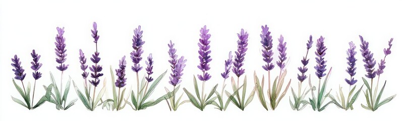 Fototapeta premium Hand-painted row of lavender sprigs with purple flower spikes and green leaves on white background, evoking calm and delicate serenity