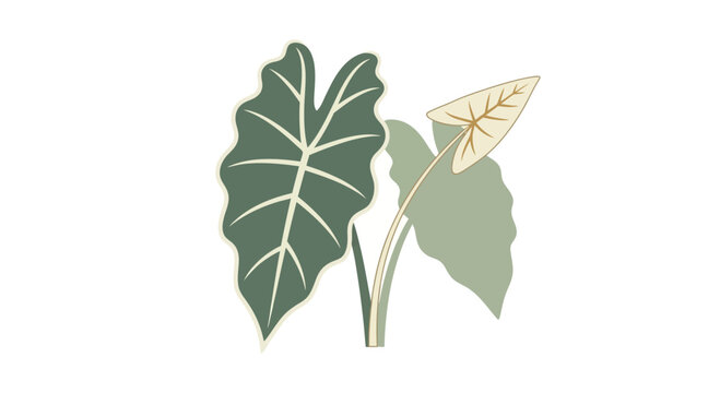 Abstract Green Elephant Ear Leaves on White Background - Tropical Plant Illustration