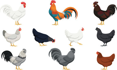 Rooster and Hen Vector Illustration Set Featuring Various Chicken Breeds and Colors for Farm Agriculture and Poultry Industry Graphic Designs © SUMON
