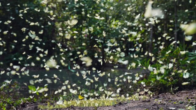 A group of beautiful yellow butterflies flying and perched to eat food and mineral water on the floor outdoors in the natural forest. Beauty in nature of butterfly species in Thailand in the wildlife.