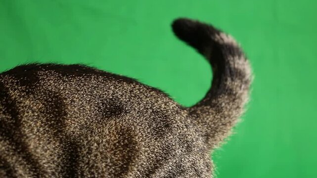 Tabby cat tail twitching on green screen background, for chroma key, compositing and animal, behavior projects png., ai generated