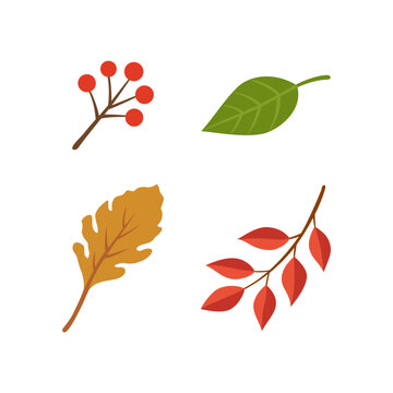 Autumn leaves and branches elements. Set of autumn nature decorative elements vector illustration.