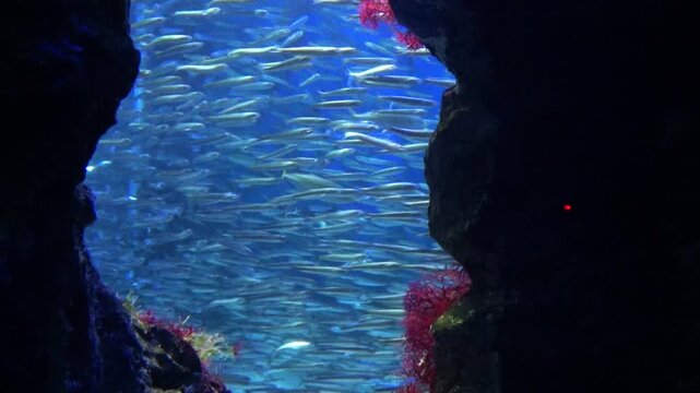 岩間の奥で、大群で水中を泳ぐイワシ  回遊するマイワシ、カタクチイワシの群れ  4K