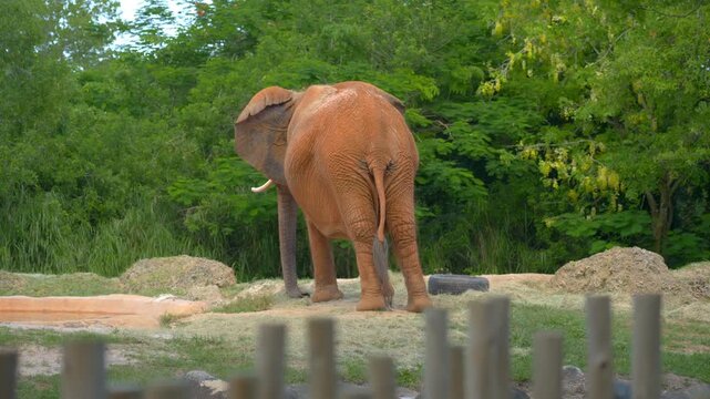 Large African savanna elephant (Loxodonta africana) standing backward in a zoo enclosure, drinking water from a puddle and swinging its tail.