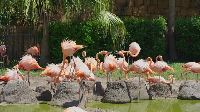 A large flock of pink flamingos standing on mud nests and preening their bright feathers in a shallow green-water pond under sunlight.