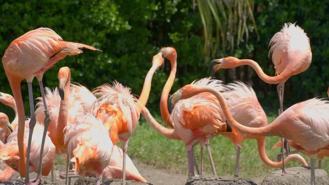 Close-up view of a flock of pink flamingos fighting and preening their bright feathers while standing in a shallow pond outdoors.