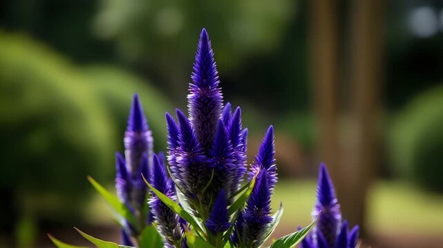 Purple celosia flowers blooming in a lush garden setting flower bloom nature botanical blossom