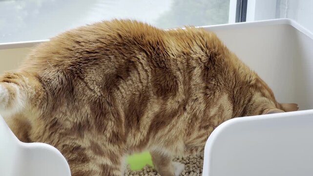 Orange cats (often called ginger or marmalade cats) are beloved for their goofy, outgoing personalities and distinct genetics. Waikiki, Honolulu, Oahu, Hawaii. 