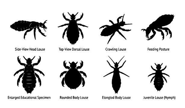 Head Louse Silhouette Vector Set Showing Side Top View Crawling And Feeding Postures For Educational Design
