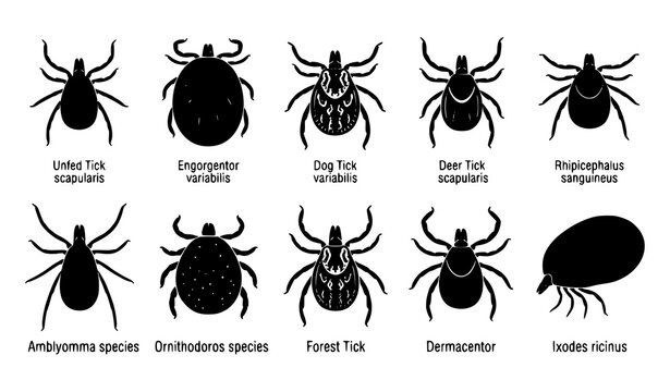 Tick Species Vector Set Illustration Featuring Deer Dog Forest And Unfed Engorged Tick Silhouette Icons