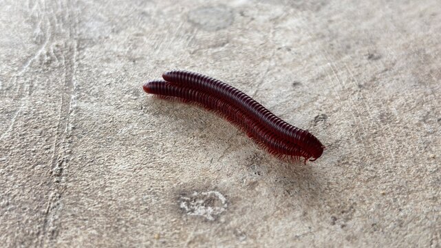 worm on wood