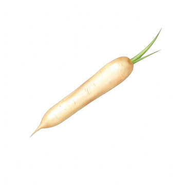 Fresh white daikon radish on black background