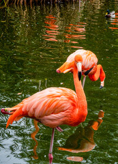 Vibrant pink American flamingos wading in a pond with green water reflections © Oasis23