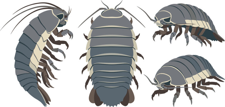 Giant Isopod and Woodlouse Vector Graphic Illustration Set Featuring Various Deep Sea Bathynomus and Pill Bug Crustacean Poses for Marine Biology Marine Museum DesignsGiant Isopod and Woodlouse Vector