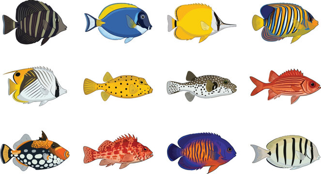 Natural history collection of colorful tropical reef fish species including butterflyfish angelfish and pufferfish