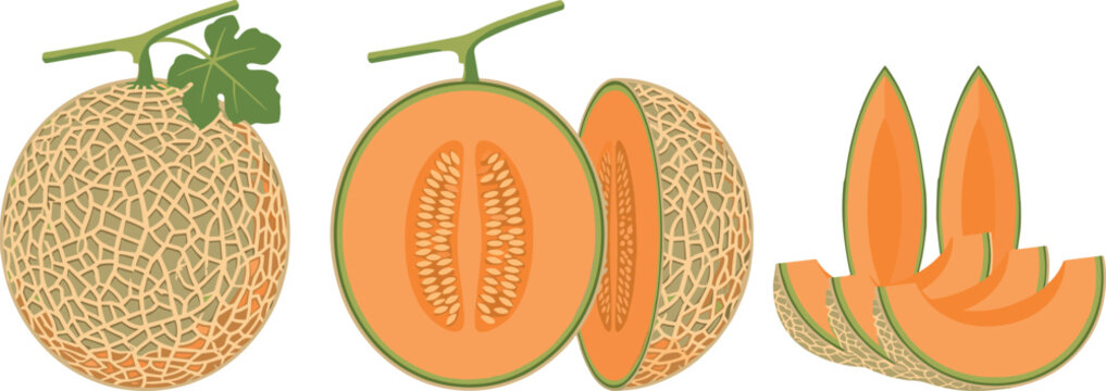 Cantaloupe Melon Vector Illustration Set Featuring Whole Fruit with Leaf Half Cut and Slices with Seeds for Fresh Summer Food Graphic DesignsCantaloupe Melon Vector Illustration Set Featuring Whole Fr