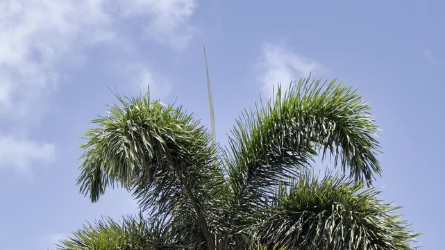 Wodyetia is a genus of the palm family Arecaceae, containing the single species Wodyetia bifurcata. foxtail palm. Honolulu, Oahu, Hawaii