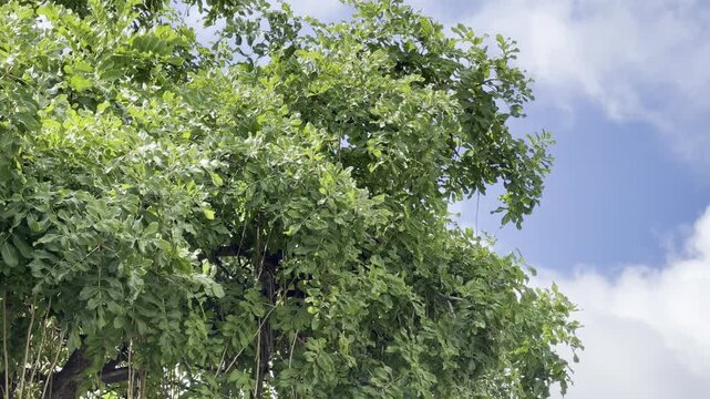 Kigelia is a genus of flowering plants in the trumpet vine family Bignoniaceae. Kigelia africana, sausage tree. Waikiki, Honolulu, Oahu, Hawaii. 
