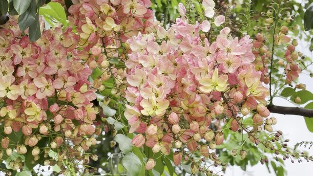 Cassia x nealiae, The rainbow shower tree is a cross between Cassia fistula and Cassia javacana. Waikiki, Honolulu, Oahu, Hawaii. 