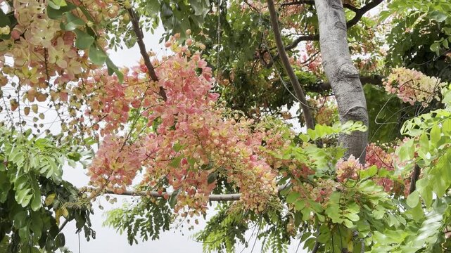 Cassia x nealiae, The rainbow shower tree is a cross between Cassia fistula and Cassia javacana. Waikiki, Honolulu, Oahu, Hawaii. 