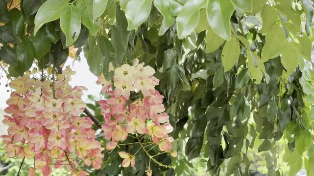 Cassia x nealiae, The rainbow shower tree is a cross between Cassia fistula and Cassia javacana. Waikiki, Honolulu, Oahu, Hawaii. 