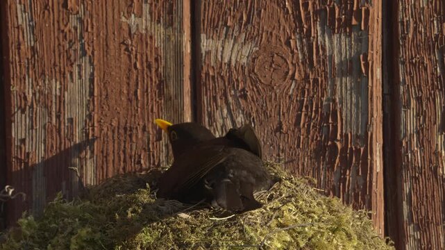 Slow motion close-up of a male common blackbird (Turdus merula) resting on a nest beside an old wooden wall with peeling paint. The bird begins facing away, then gradually turns sideways.