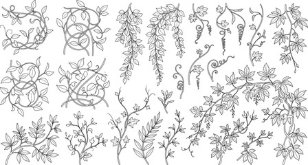 Fototapeta premium Hand Drawn Botanical Vine and Flower Branch Collection with Decorative Climbing Plants Vector Illustration Bundle Set