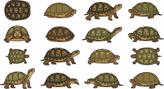 Comprehensive collection of turtle illustrations showing various shell patterns and natural behaviors in flat style