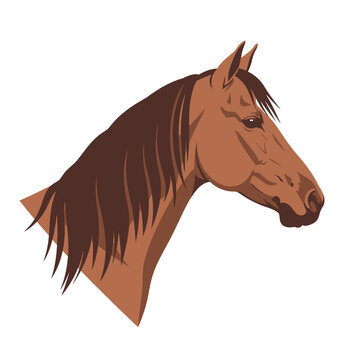 Brown Horse Head Portrait, Vector Illustration, Equestrian Art