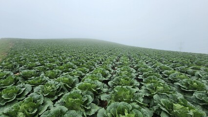 Fototapeta premium Majestic Highland Cabbage Fields at Anbandegi, Pyeongchang: Breathtaking Aerial View of Lush Green Alpine Vegetable Farms Veiled by Morning Mist in South Korea.