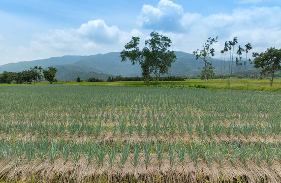 Aerial view of Sanxing scallion field, Taiwan