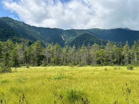 夏の上高地・田代湿原の広大な草地と新緑の山々