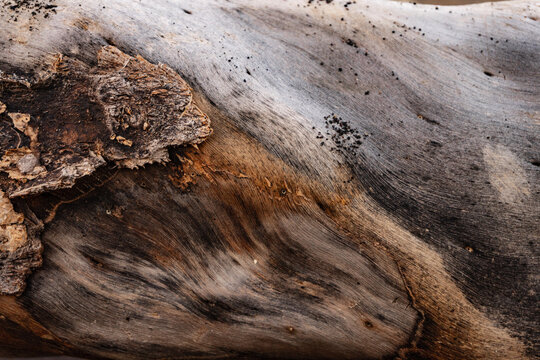 Rustic Weathered Wood Texture with Rough Tree Bark and Natural Organic Grain
